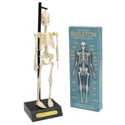 Anatomiczny model szkieletu / Rex London