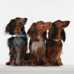 Ultradźwiękowe urządzenie chroniące przed kleszczami TICKLESS® Pet Mini Greek Blue / Tickless