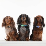Ultradźwiękowe urządzenie chroniące przed kleszczami TICKLESS® Pet Mini Black / Tickless