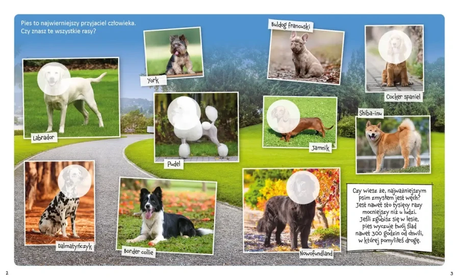 Wesołe łamigłówki. Zwierzęta domowe. Łamigłówki z naklejkami / Wilga