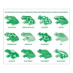 Gra Memory Tropikalne żaby 24 elementy 3-8 lat / Mudpuppy