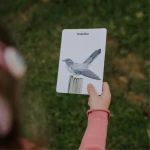 Karty Spacerowe - Ptaki / Nanuki