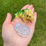 Zestaw figurek Cykl Życia Żaby / Insect Lore