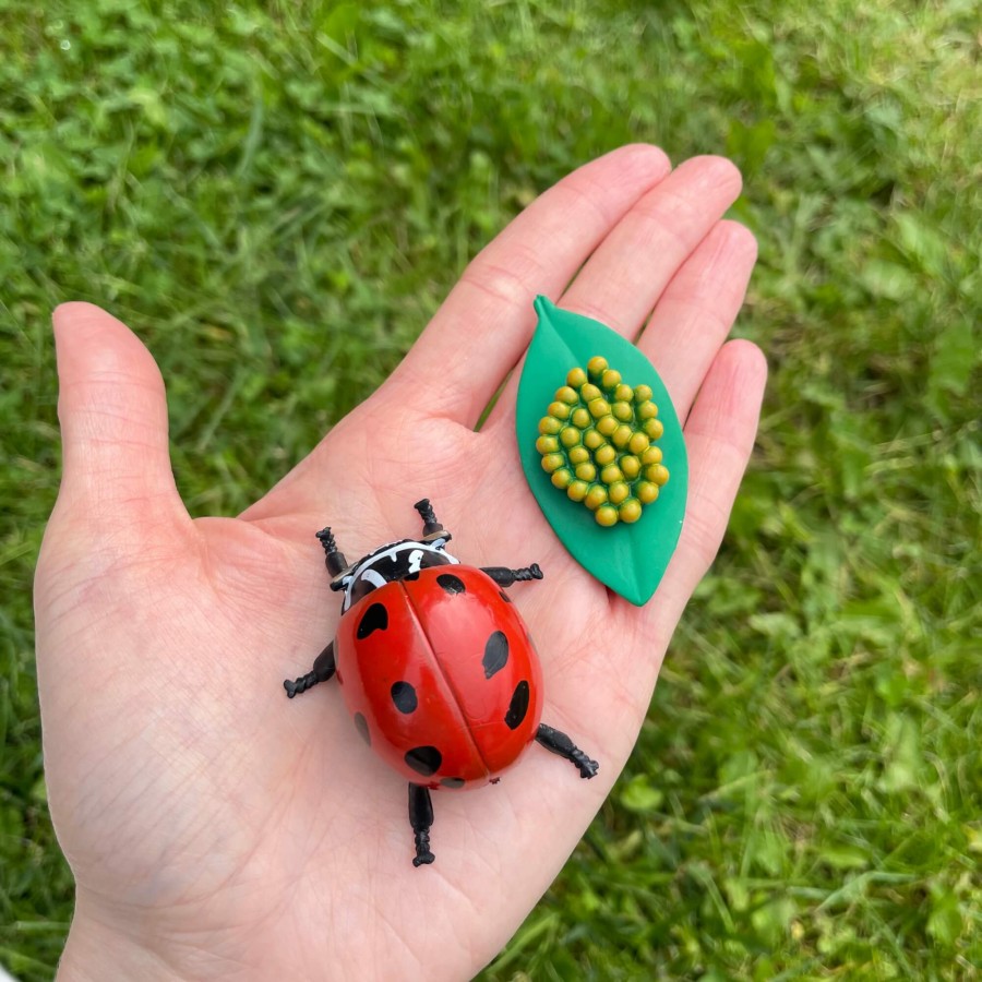 Zestaw figurek Cykl Życia Biedronki / Insect Lore