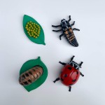 Zestaw figurek Cykl Życia Biedronki / Insect Lore