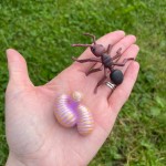 Zestaw figurek Cykl Życia Mrówki / Insect Lore