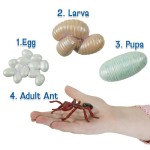 Zestaw figurek Cykl Życia Mrówki / Insect Lore