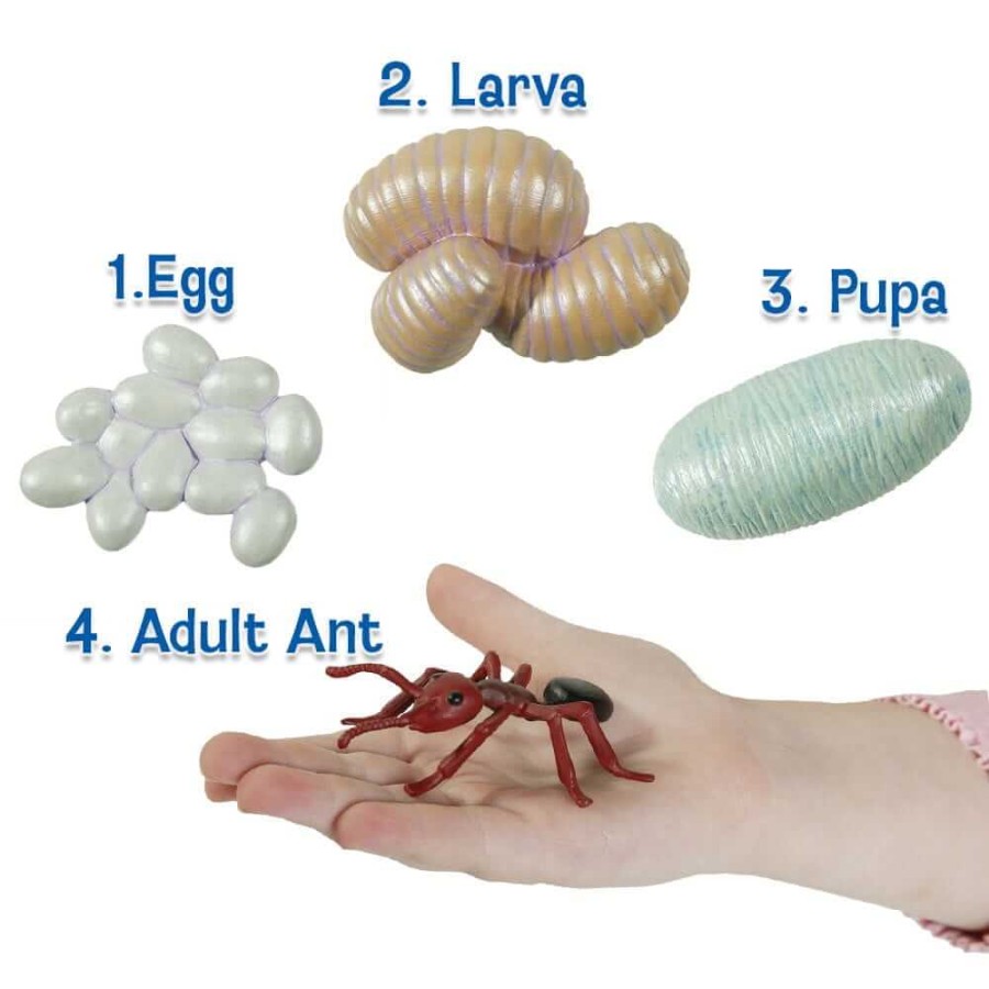 Zestaw figurek Cykl Życia Mrówki / Insect Lore