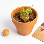 Bomby nasienne - Orange Flowers, 2szt. / Resetea