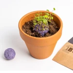 Bomby nasienne - Wild Purple Flowers, 2szt. / Resetea