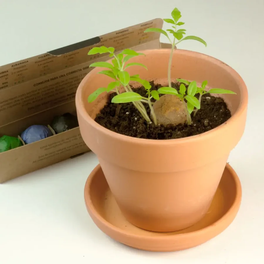 Zestaw 6 bomb nasiennych - zioła / Resetea