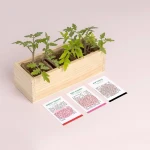 Mini ogród - Pomidory / Resetea