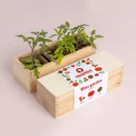 Mini ogród - Pomidory / Resetea