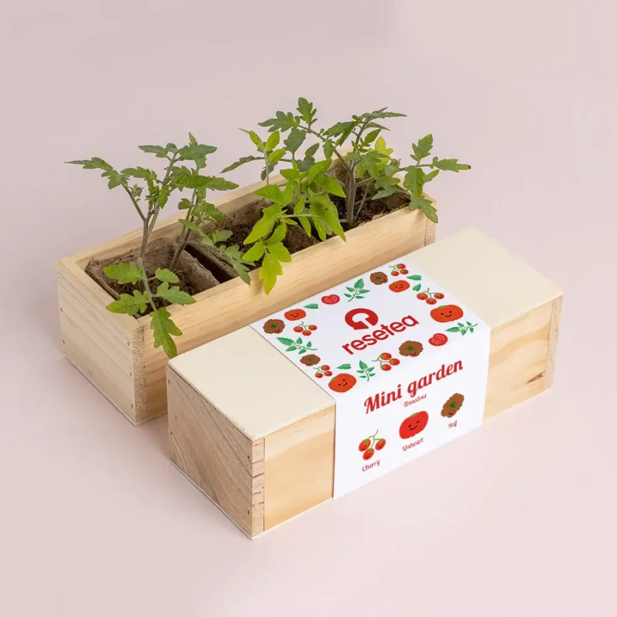 Mini ogród - Pomidory / Resetea