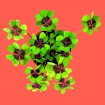 Zestaw do uprawy czterolistnej koniczyny - Good Luck / Resetea