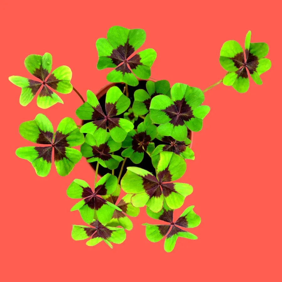 Zestaw do uprawy czterolistnej koniczyny - Good Luck / Resetea