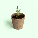 Sadź i odkrywaj - Jak kiełkuje nasiono / Resetea