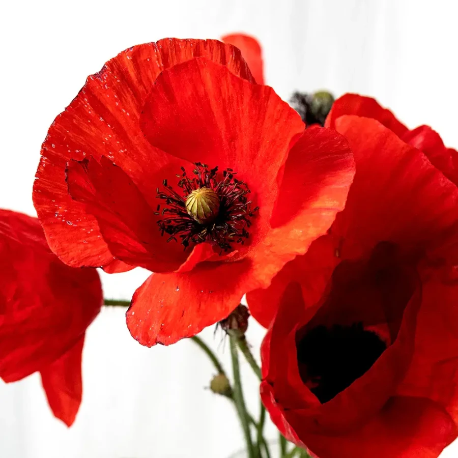 Sadź i odkrywaj - Części kwiatu / Resetea