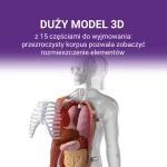 Ciało Człowieka. Interaktywny model 3D, 6+ / Science Can