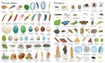Encyklopedia obrazkowa. Przyroda / Wydawnictwo Wilga