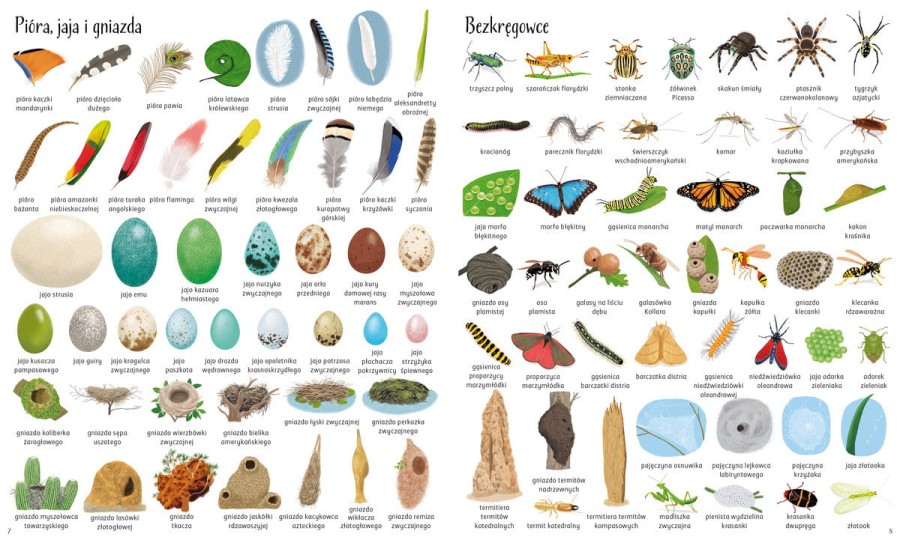 Encyklopedia obrazkowa. Przyroda / Wydawnictwo Wilga