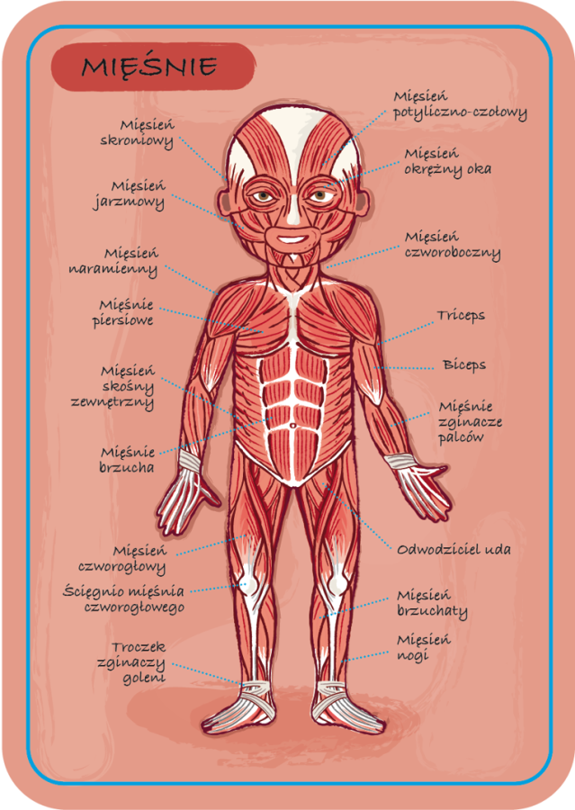 Układanka magnetyczna Ciało człowieka / Janod