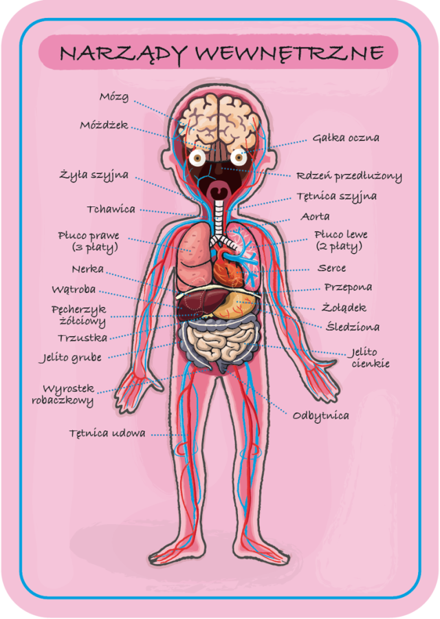 Układanka magnetyczna Ciało człowieka / Janod
