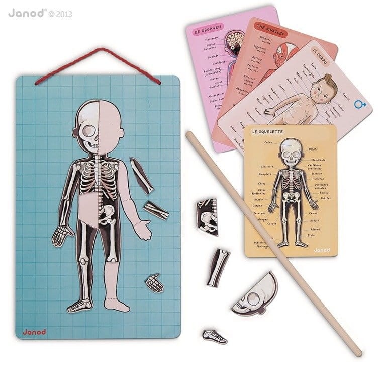 Układanka magnetyczna Ciało człowieka / Janod