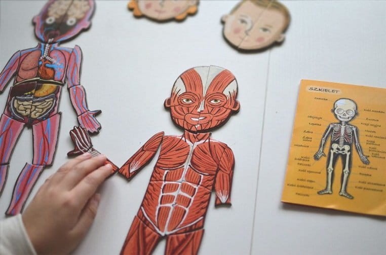 Układanka magnetyczna Ciało człowieka / Janod