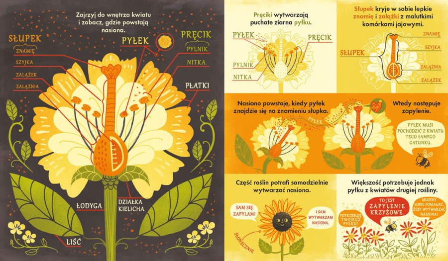 Co się kryje w kwiatku? Fascynujące ciekawostki przyrodnicze /Nasza Księgarnia