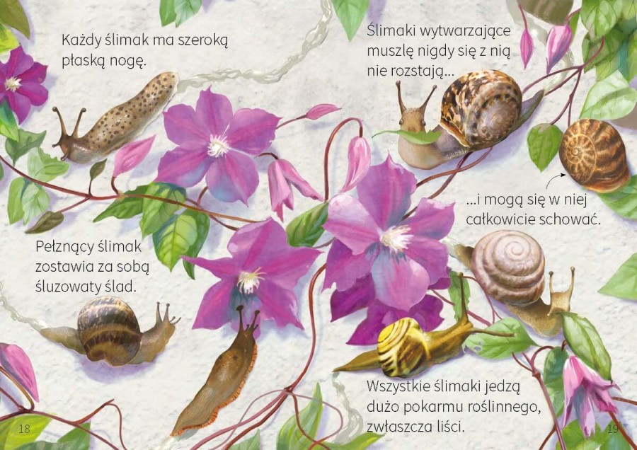 Młodzi przyrodnicy. Jak nie dać się zjeść / Wilga