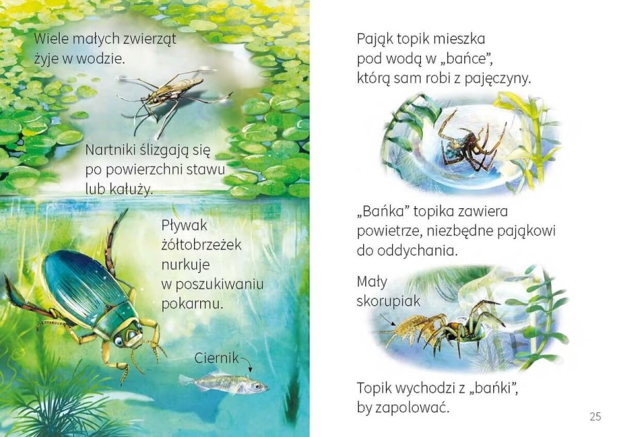 Młodzi przyrodnicy. Jak nie dać się zjeść / Wilga