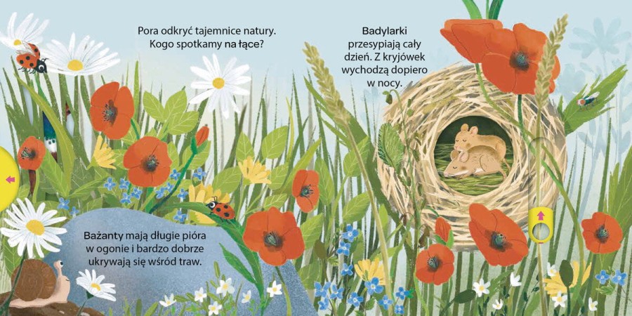 Młodzi przyrodnicy. Na łące / Wilga