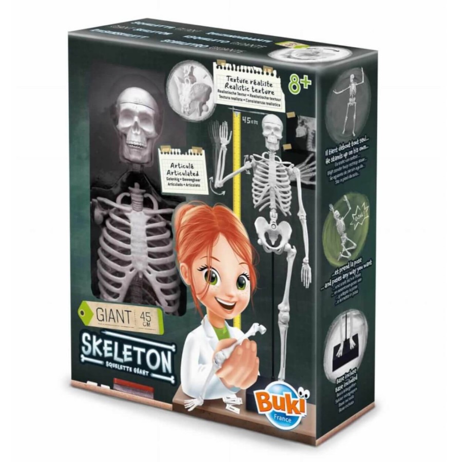 Szkielet człowieka - 45 cm / Buki 2180
