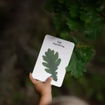 Karty spacerowe - drzewa / Nanuki