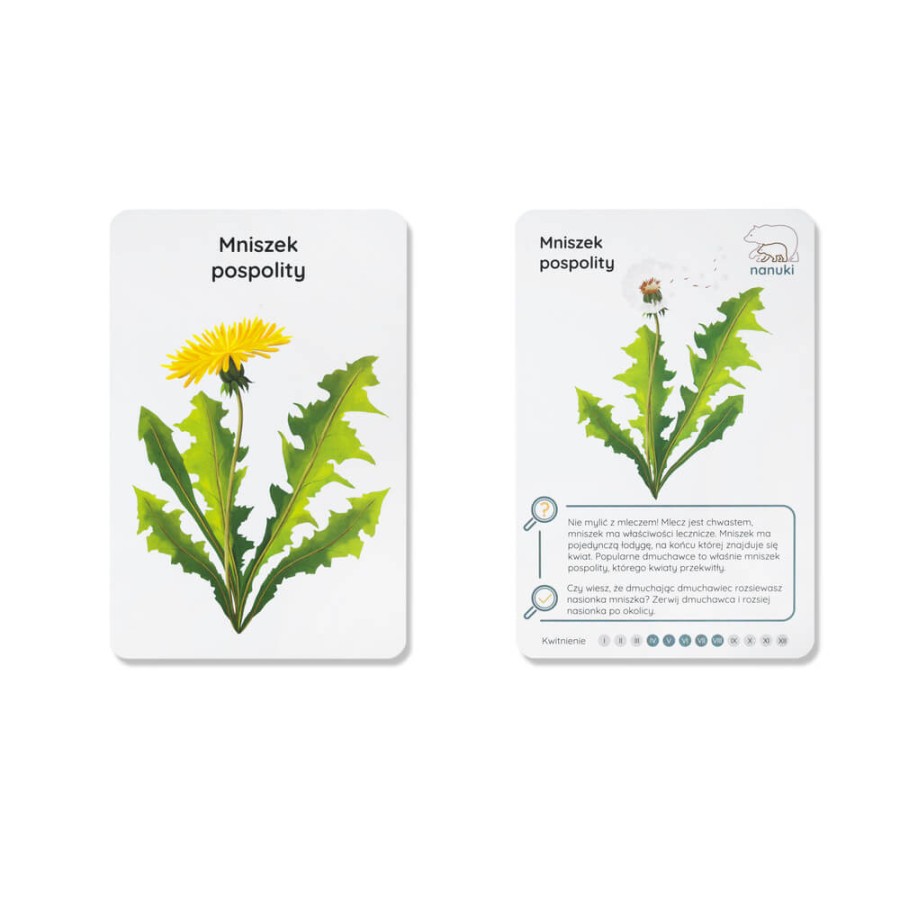 Karty spacerowe - kwiaty na łące / Nanuki