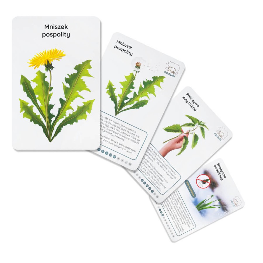 Karty spacerowe - kwiaty na łące / Nanuki