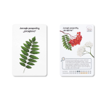 Karty spacerowe - drzewa / Nanuki