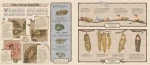 Historia naturalna wróżek / HarperCollins