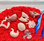 Zestaw Figurek w Tubie - Narządy Wewnętrzne Człowieka / Safari Ltd.