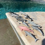 Zestaw Figurek w Tubie - Delifny / Safari Ltd.